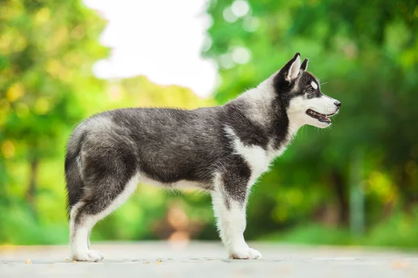 Cute Siberian Husky Dog Outdoor — Stock Photo, Image