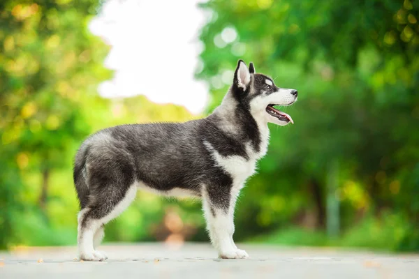 Schattig Siberisch Husky Hond Outdoor — Stockfoto