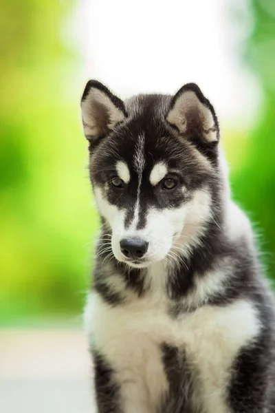 Schattig Siberisch Husky Hond Outdoor — Stockfoto