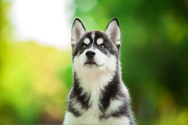 Bonito Siberiano Husky Cão Livre — Fotografia de Stock