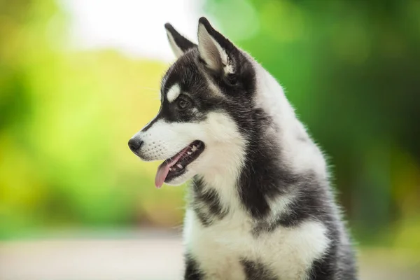 Słodkie Syberyjski Husky Pies Zewnątrz — Zdjęcie stockowe