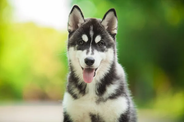 Cute Siberian Husky Dog Outdoor — Stock Photo, Image