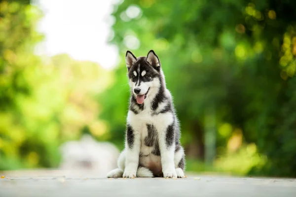 Mignon Chien Husky Sibérien Plein Air — Photo