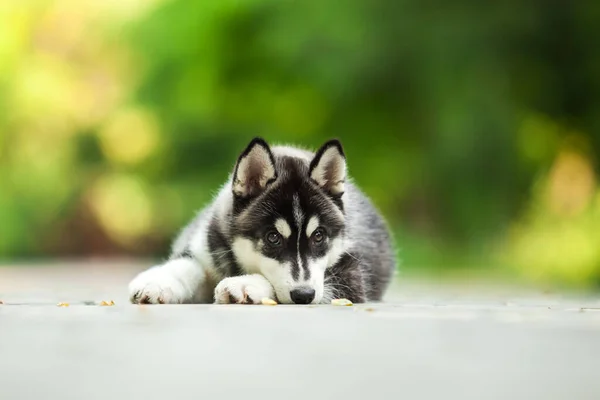 Söt Sibirisk Husky Hund Utomhus — Stockfoto
