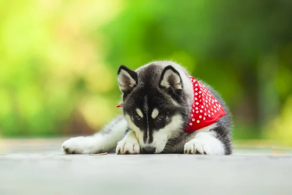 Lindo Perro Husky Siberiano Bandana Aire Libre — Foto de Stock