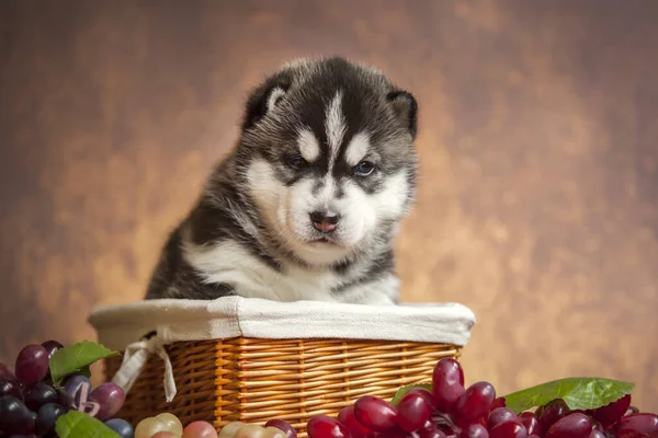 Siberian Husky Puppy Basket Grapes — Stock Photo, Image