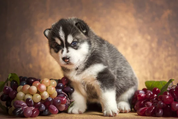 Σιβηρίας Husky Κουτάβι Σταφύλια Στο Παρασκήνιο Κοντινό Πλάνο — Φωτογραφία Αρχείου