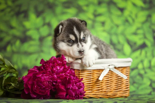 シベリアハスキー子犬でザバスケットに花 — ストック写真