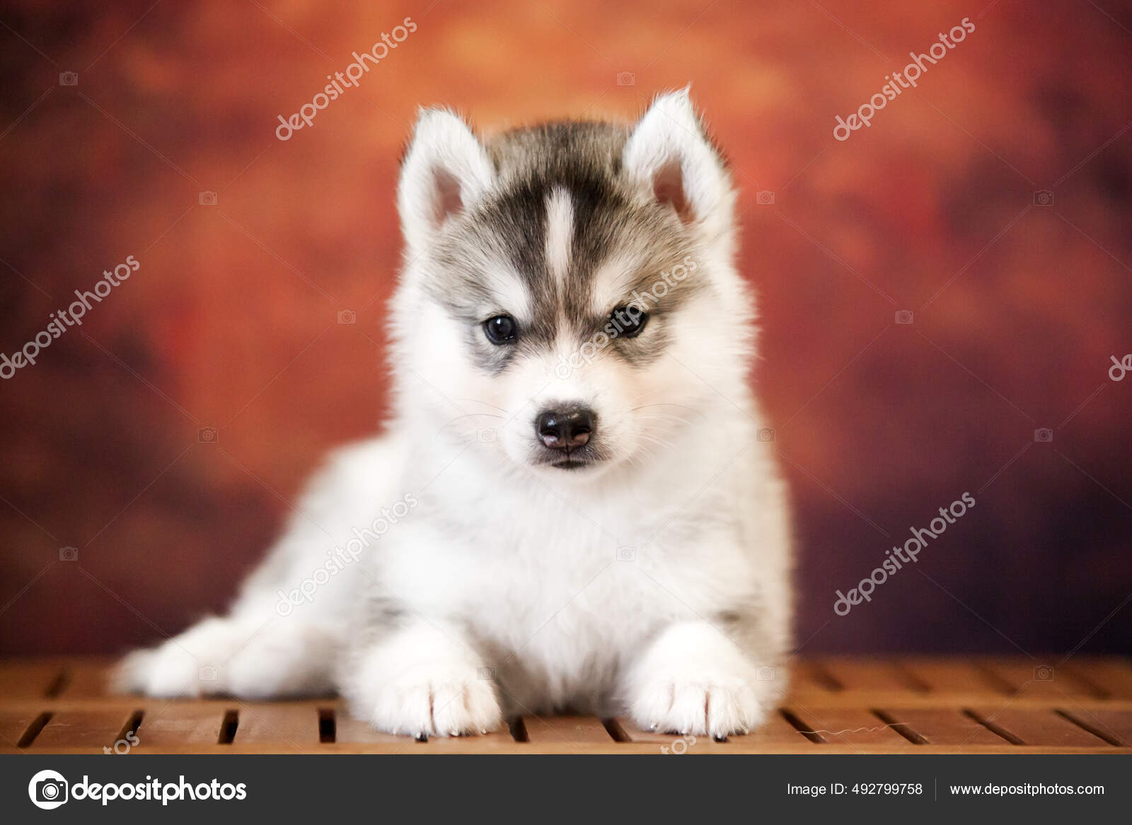 Cute Siberian Husky Puppy Studio — Stock Photo © sbolotova #492799758