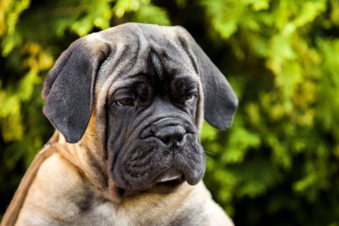 Şirin Cane Corso köpeği.