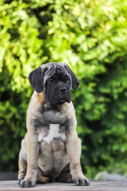 Şirin Cane Corso köpeği.