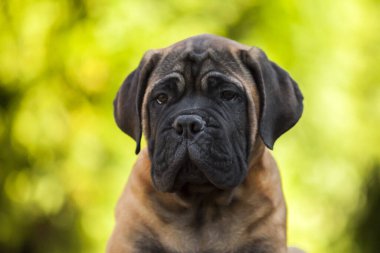 Şirin Cane Corso köpeği.