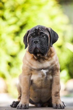 Şirin Cane Corso köpeği.