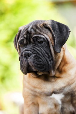 Şirin Cane Corso köpeği.