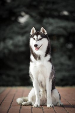 tapılası Sibirya köpeği açık havada.