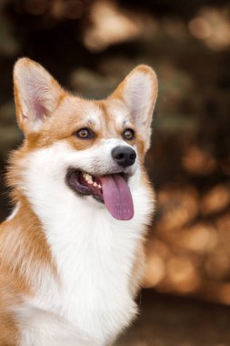 Dışarıdaki sevimli Corgi köpeği