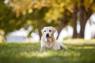 Parktaki güzel Labrador av köpeği.