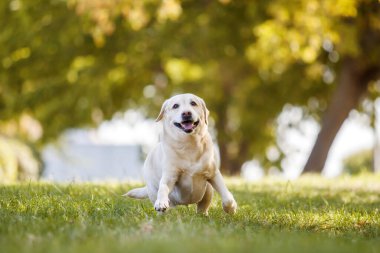 Parktaki güzel Labrador av köpeği.