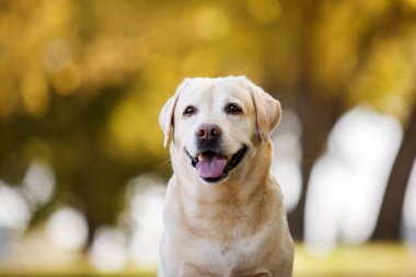 Parktaki güzel Labrador av köpeği.