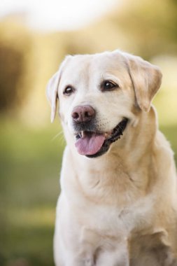 Parktaki güzel Labrador av köpeği.