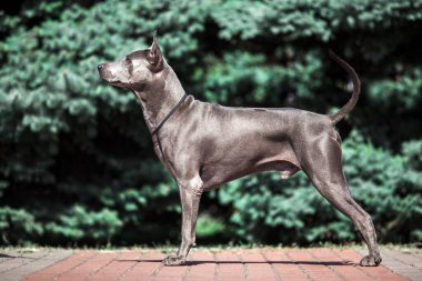 Thai ridgeback köpek açık havada