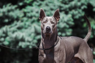 Thai ridgeback köpek açık havada