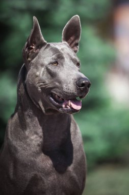 Thai ridgeback köpek açık havada