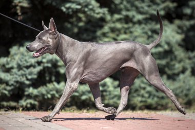 Thai ridgeback köpek açık havada