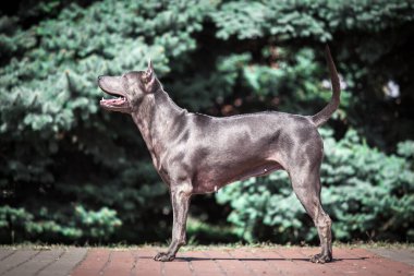 Thai ridgeback köpek açık havada