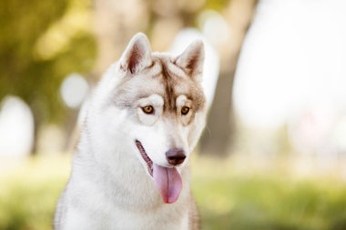 tapılası Sibirya köpeği açık havada.