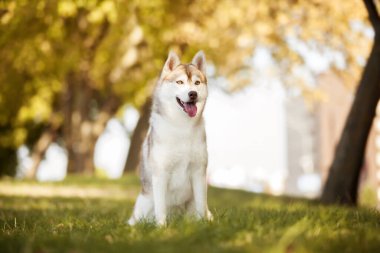 tapılası Sibirya köpeği açık havada.