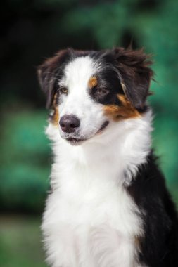 Güzel Avustralyalı çoban köpeği.