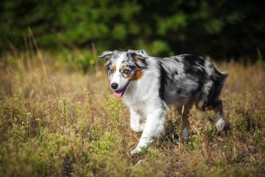 Güzel Avustralyalı çoban köpeği.