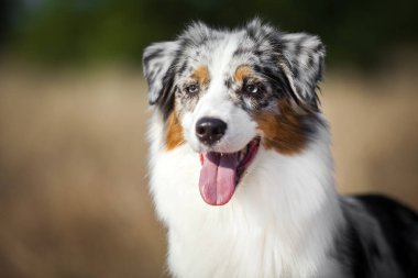 Güzel Avustralyalı çoban köpeği.
