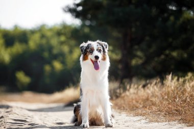 Güzel Avustralyalı çoban köpeği.