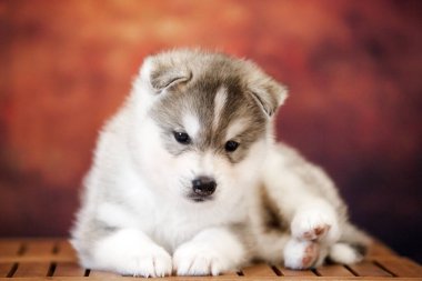Stüdyoda sevimli Sibirya köpeciği