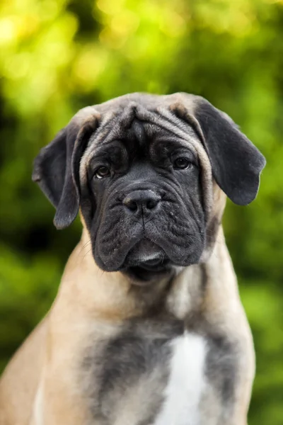 Aranyos Cane Corso Kutya Szabadban — Stock Fotó