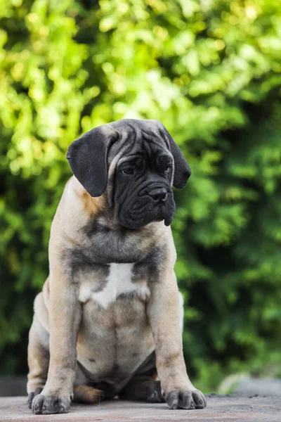 Симпатичная Собака Кличке Корсо — стоковое фото