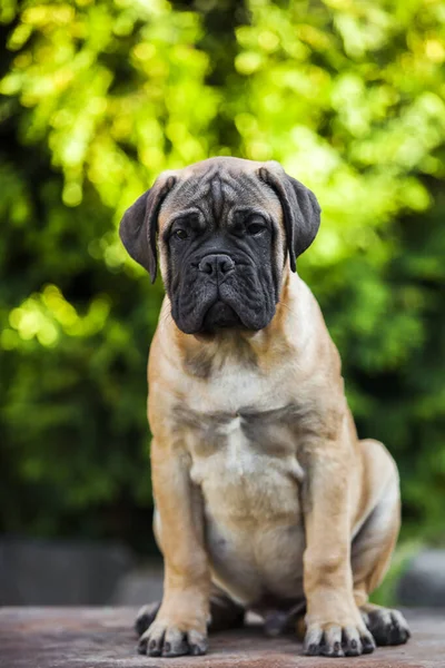 Cute Cane Corso Pies Świeżym Powietrzu — Zdjęcie stockowe