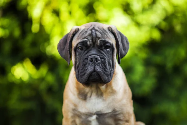 Aranyos Cane Corso Kutya Szabadban — Stock Fotó