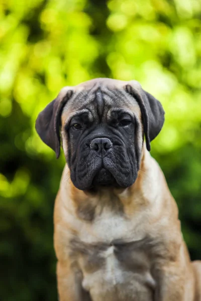 Cute Cane Corso Pies Świeżym Powietrzu — Zdjęcie stockowe