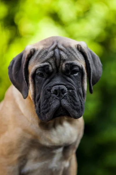 Cute Cane Corso Pies Świeżym Powietrzu — Zdjęcie stockowe