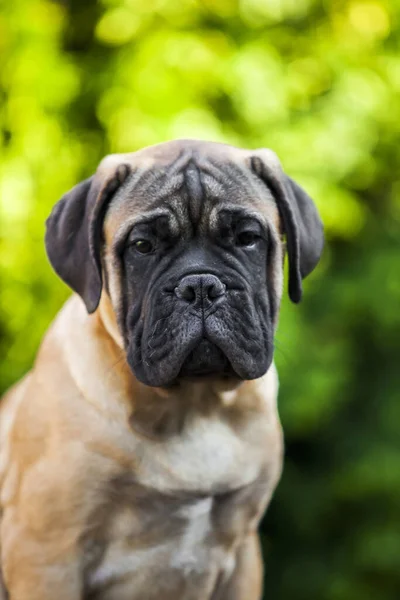 Cute Cane Corso Pies Świeżym Powietrzu — Zdjęcie stockowe