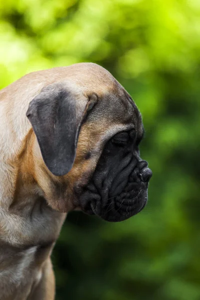 Cute Cane Corso Pies Świeżym Powietrzu — Zdjęcie stockowe