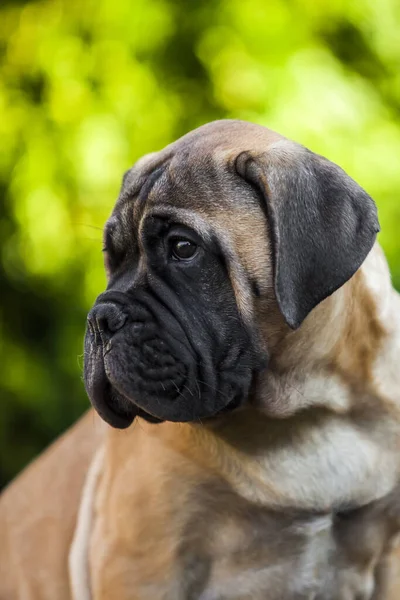 Cute Cane Corso Pies Świeżym Powietrzu — Zdjęcie stockowe