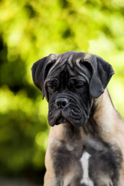 Cute Cane Corso Pies Świeżym Powietrzu — Zdjęcie stockowe