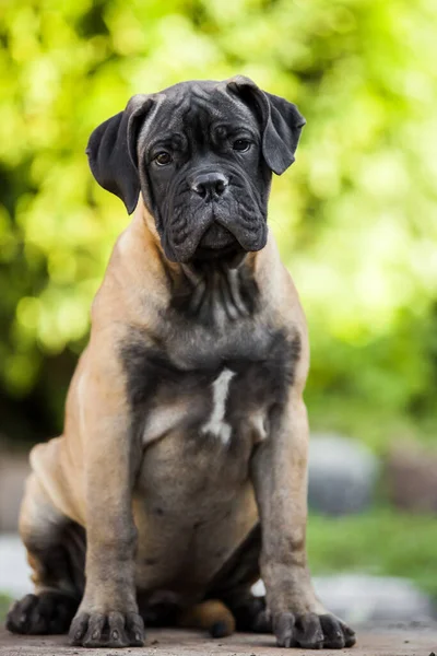 Cute Cane Corso Pies Świeżym Powietrzu — Zdjęcie stockowe