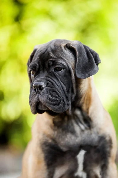 Leuke Cane Corso Hond Buiten — Stockfoto