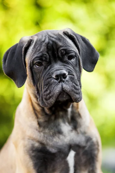 Leuke Cane Corso Hond Buiten — Stockfoto