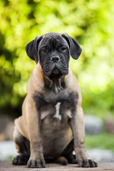 Cute Cane Corso Pies Świeżym Powietrzu — Zdjęcie stockowe